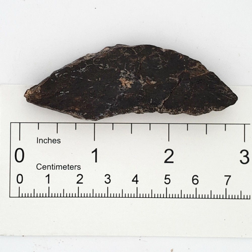 Authentic Jurassic Dinosaur Bone Fossil - Morrison Formation, Colorado