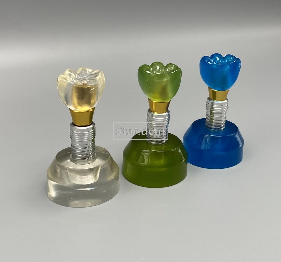 Dental Implant Teeth Model Detachable Abutment Crown Teaching Study Models