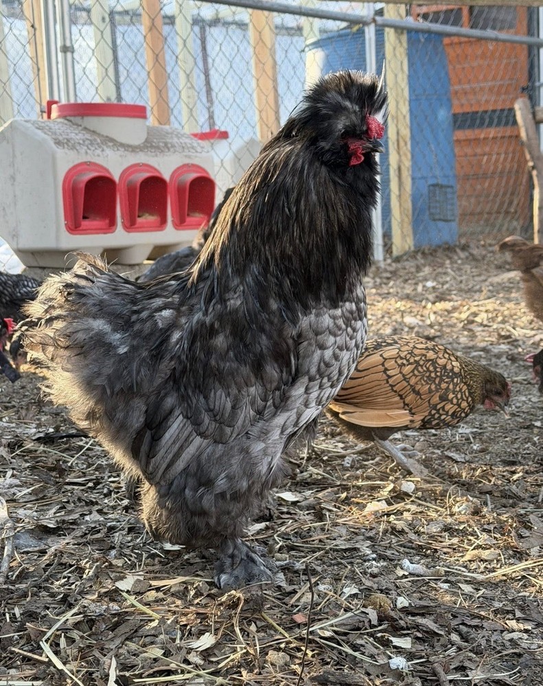 Silkie Hatching Eggs (12)