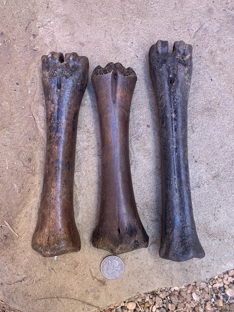 Fossilized, Bison, Bones