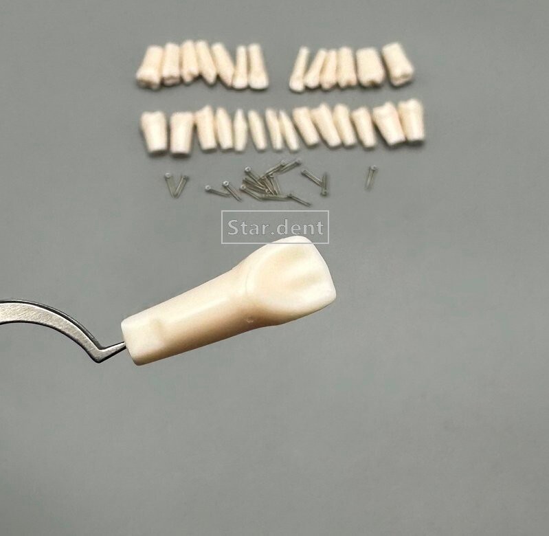 Dental Study Teeth Models Technician Practice Preparation Removable Tooth Nissin