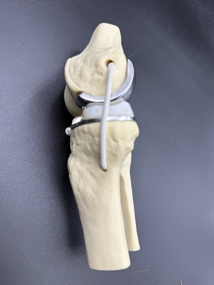 Life Size Flexible Knee Joint Surgery Replacement Anatomical Demonstration Model