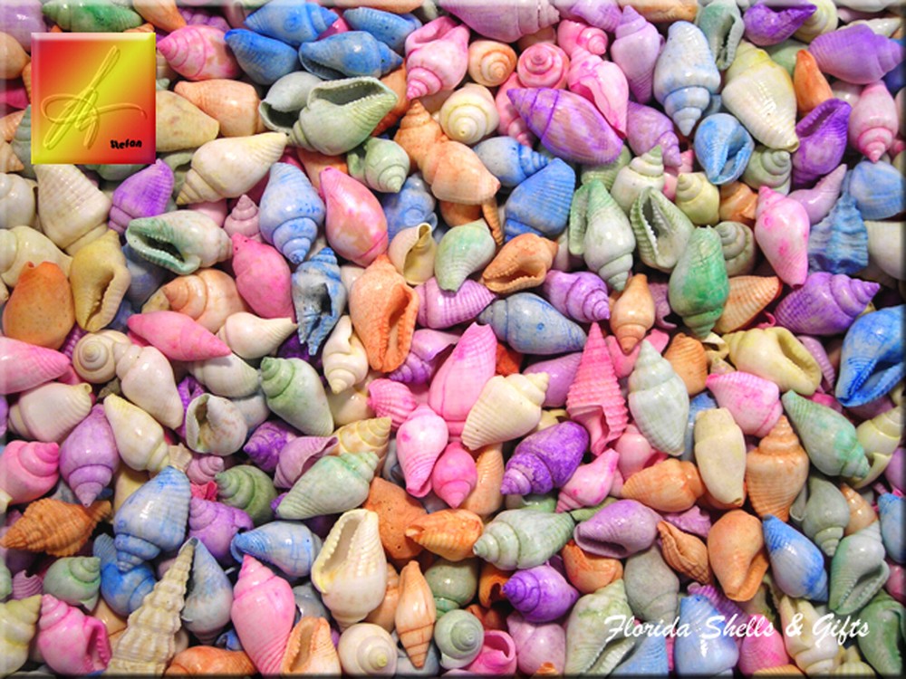4 oz (about 250 shells) Dyed Nassa Mini Shells (1/2") Beach Crafts Seashells