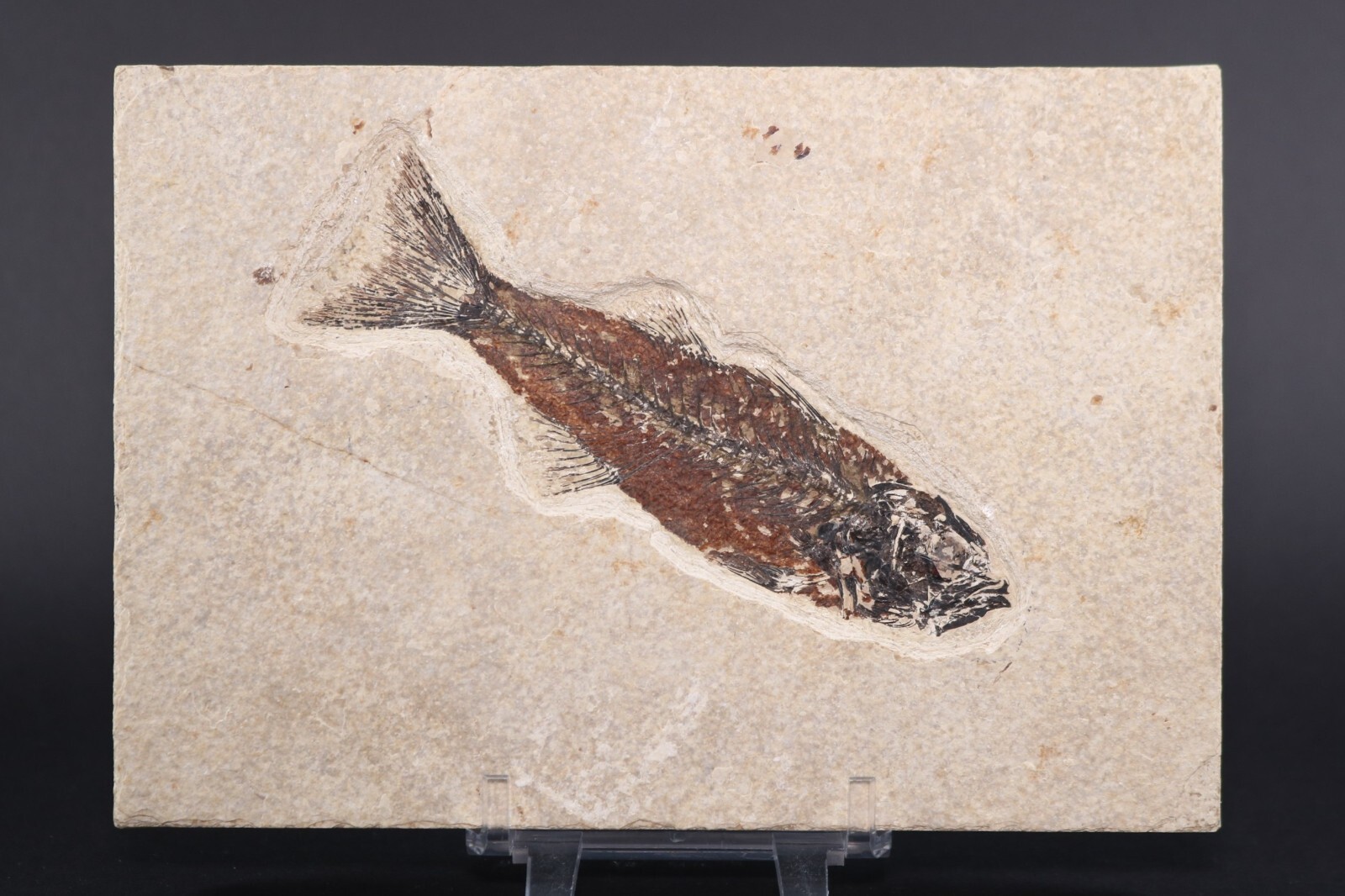 5.2" Mioplosus Fossil Fish Fossil Lake Green River Fm Wyoming WY COA 11740
