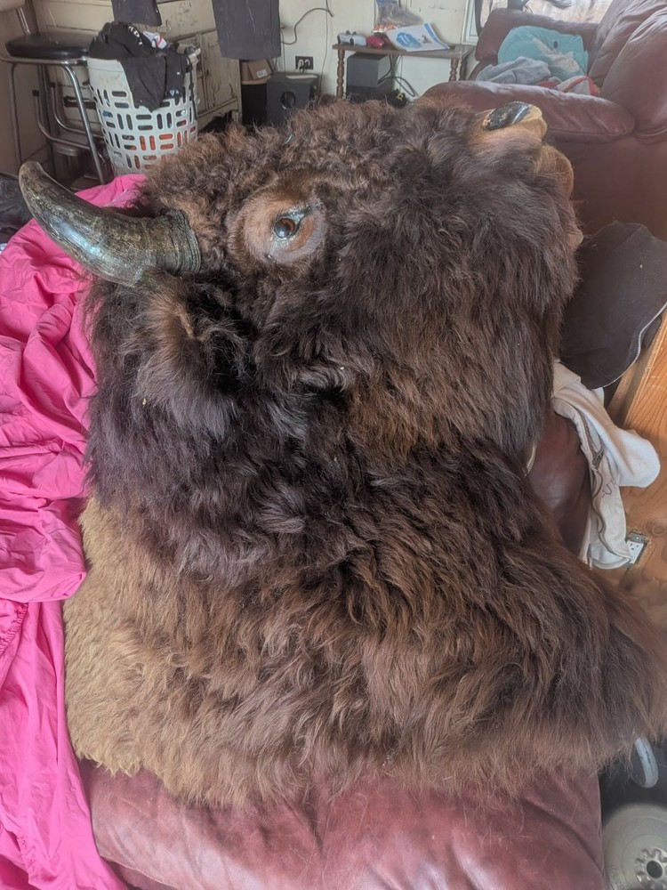 buffalo head mount taxidermy bison