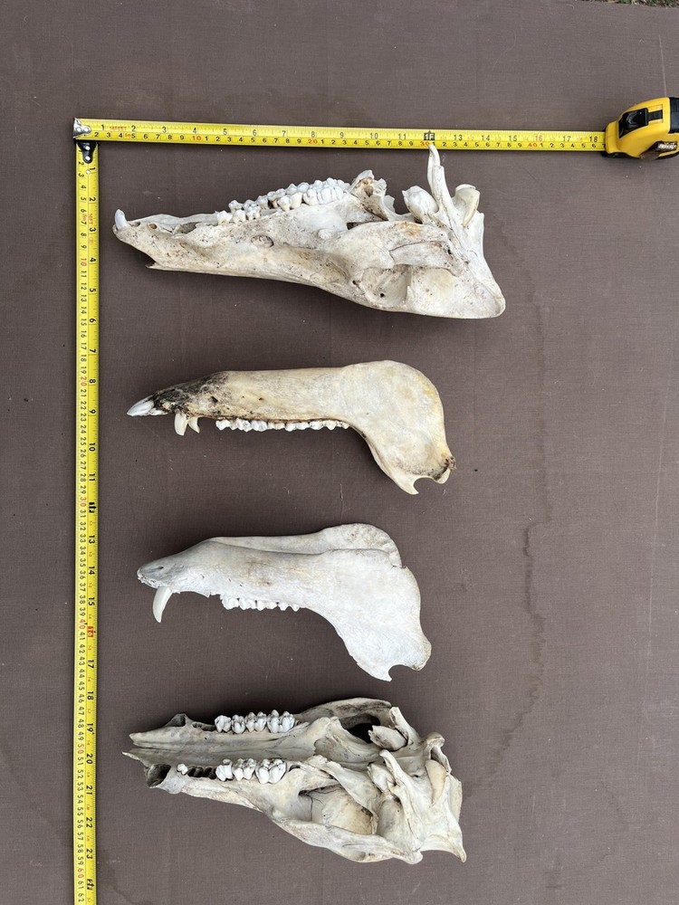 Real Authentic Texas Pig Hog Skulls With Lower Jaw Bone