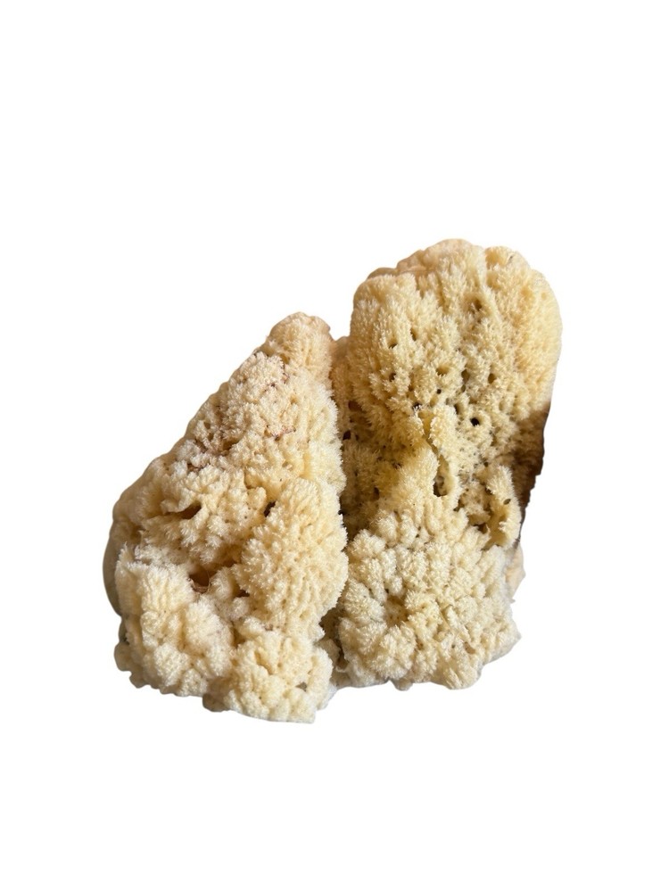 Sea Sponge From Florida Sponge Docks