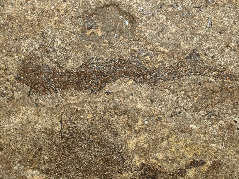 PAIR Paleozoic "Spiny sharks" -Acanthodes lopatini