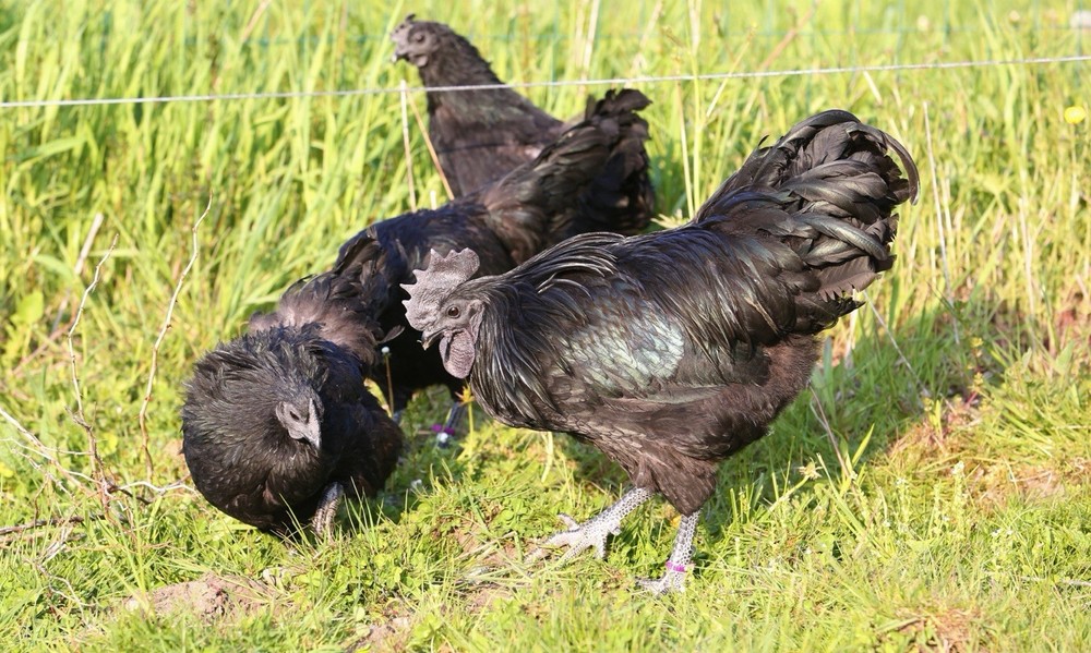 10++ NPIP Ayam Cemani Hatching Eggs - Read Description