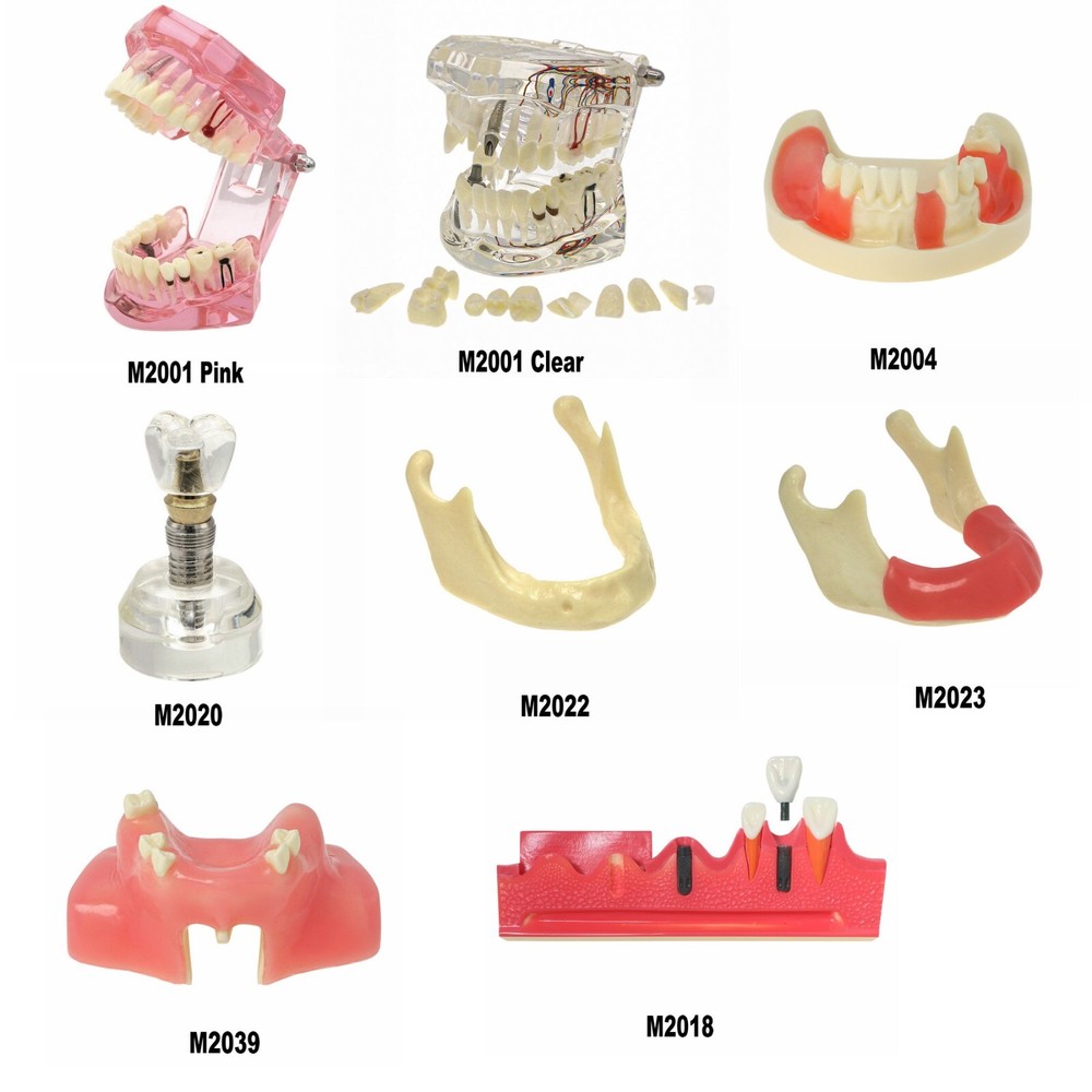 Dental Multi Typodont Teeth Model for Implant Pathological Restoration Practice