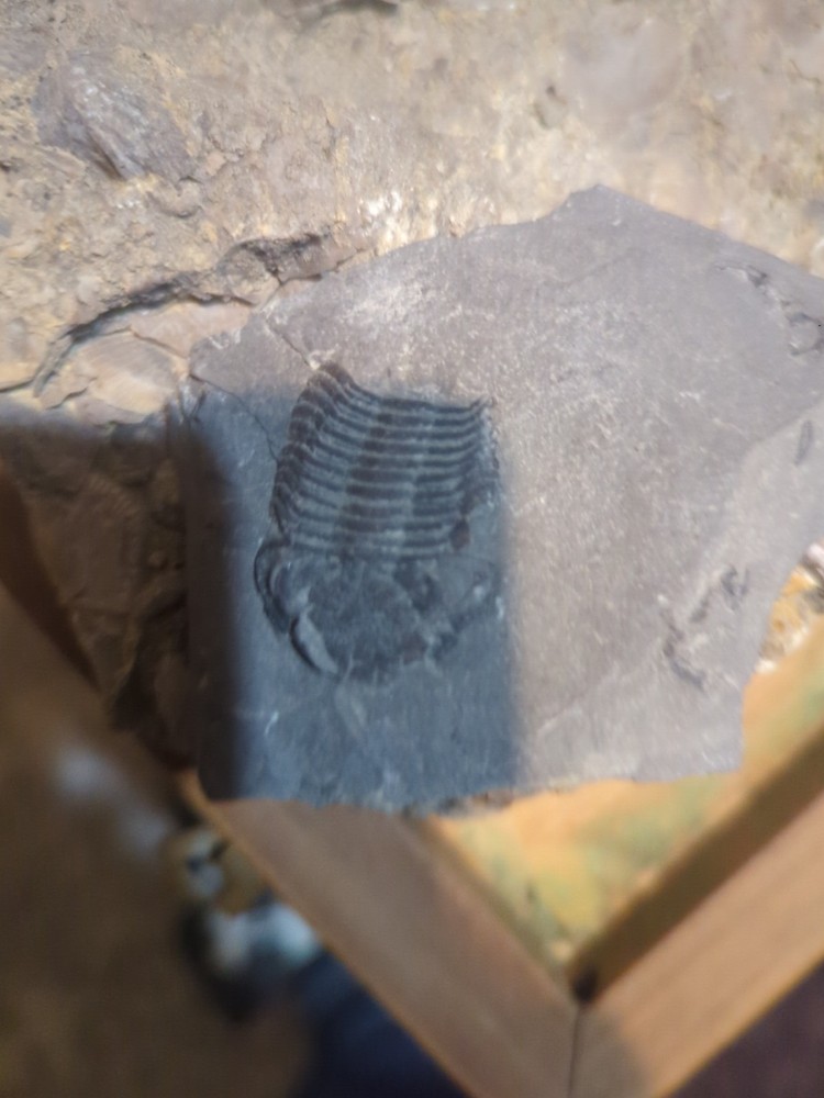 Ohio Fossil Trilobite Eldredgeops rana Devonian Age Bug