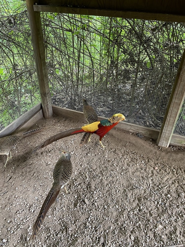 8 Pure Red Golden Pheasant Hatch Eggs