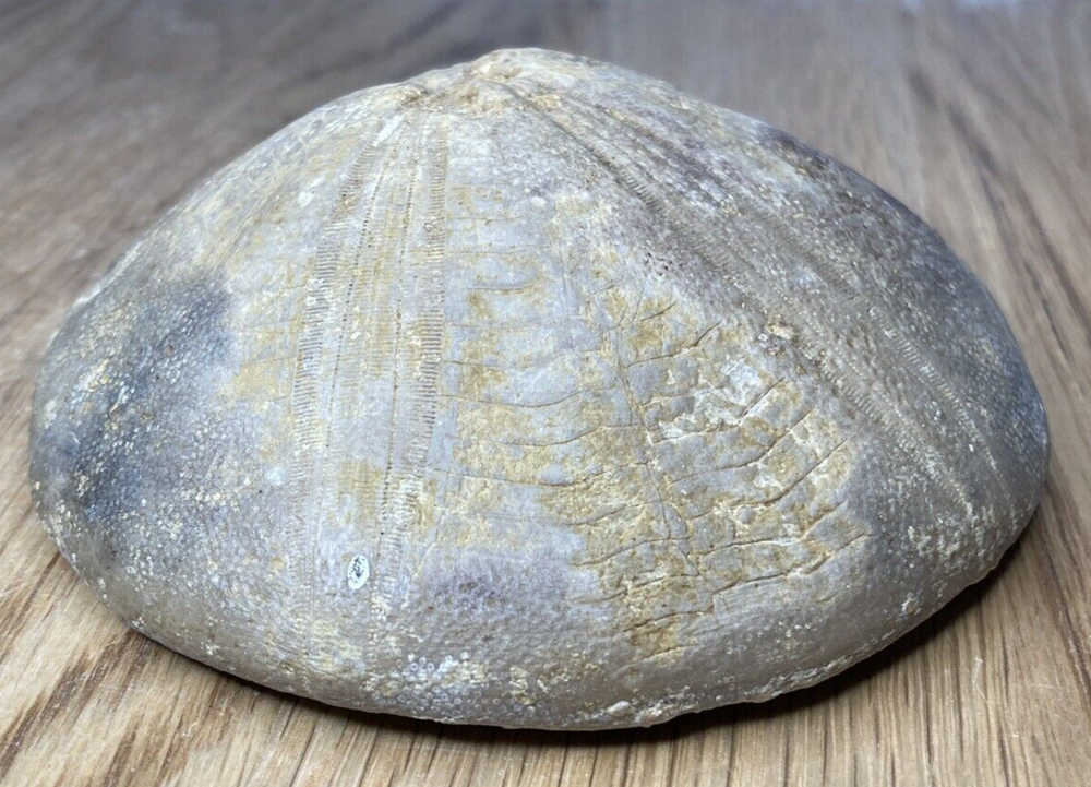 Fossil Specimen, Echinoid, Clypeus Ploti, 101mm