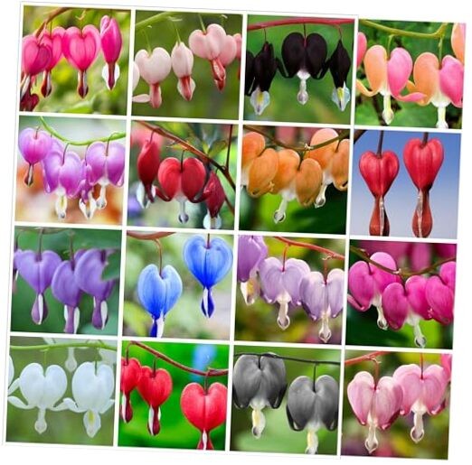 20 pcs Rare Mix Color Red Pink Purple White Bleeding Heart Seeds Shade Flower