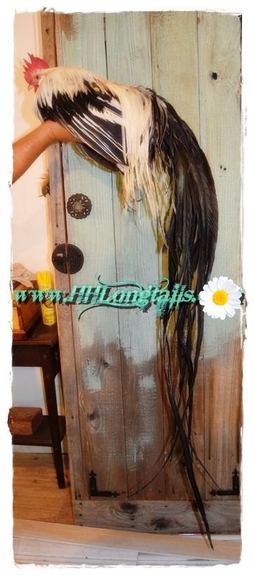 6+ Silver Phoenix longtail Chicken hatching eggs SHOW QUALITY