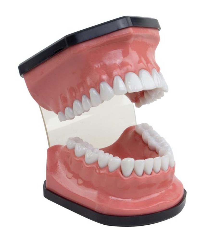 Hygiene Mouth & Brush Model