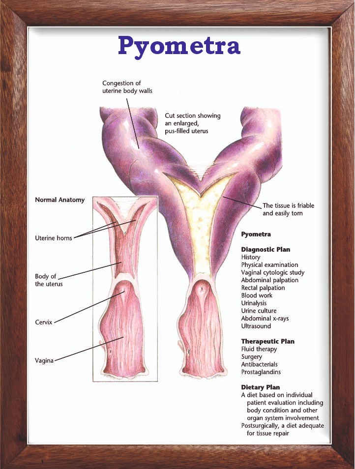 Pyometra Chart 12x18 inches