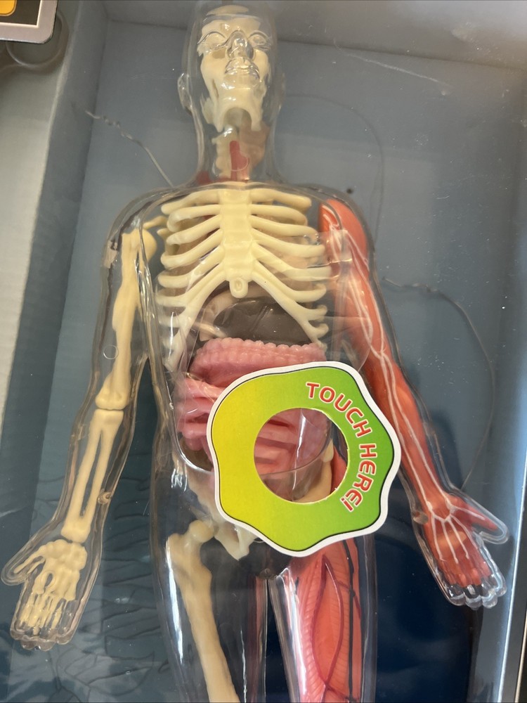 SmartLab You Explore It HUMAN BODY MODEL, Removable SQUISHY ORGANS, Tools & Book