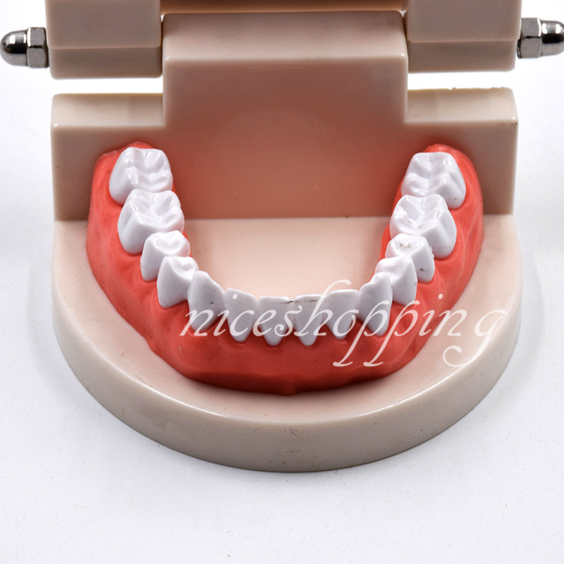 1 Pc Dental Standard Teaching Study Model Dentist Patient Teeth Tooth Models