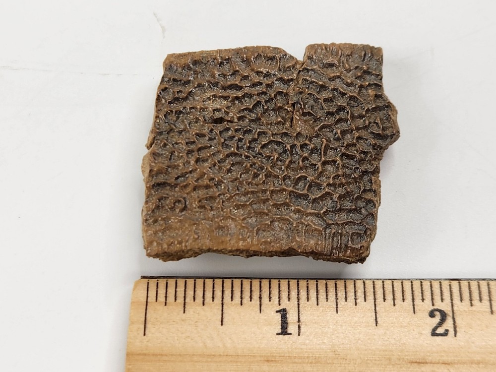 Turtle Shell Fossil - Judith River Fm. - Hill Co., MT