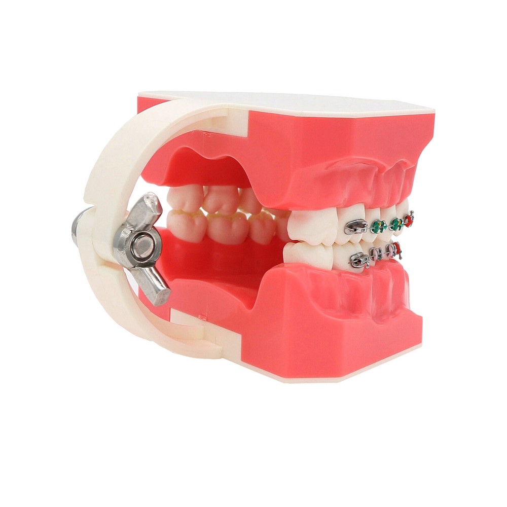 1:1 Dental Teach Study Typodont Teeth Model With Metal Ceramic Brackets Tubes