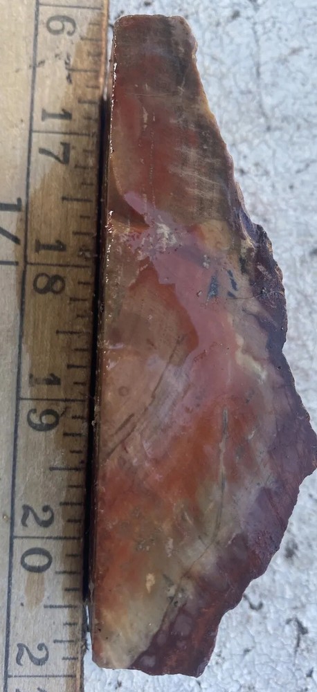 Petrified wood colorful piece