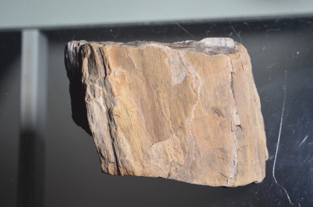 Utah Petrified Wood