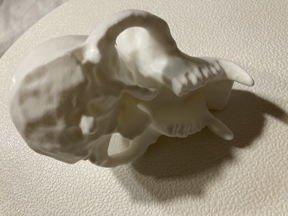 Chimpanzee Skull Replica Uppet 3D Printed