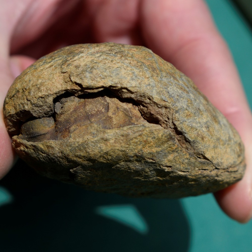 Trilobite, Eldredgeia eocryphaeus: Bolivia devonian trilobite fossil