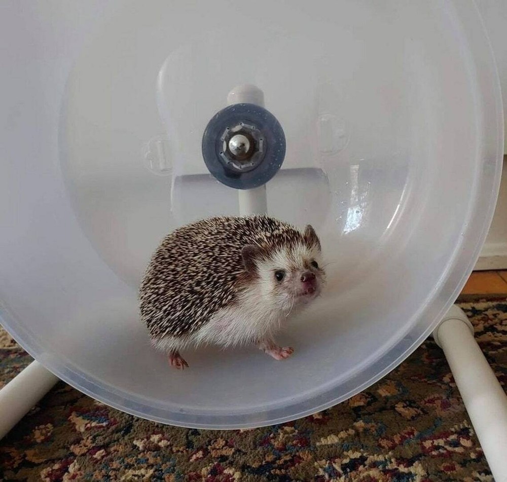 Cape Cod Hedgehogs "Road Race" (Small Animal ) Cake Wheel
