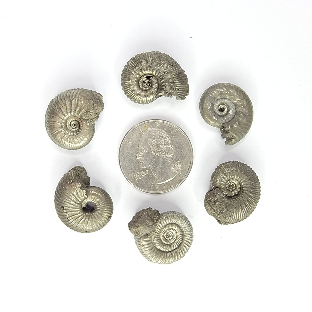 Pyritized Ammonites from Russia