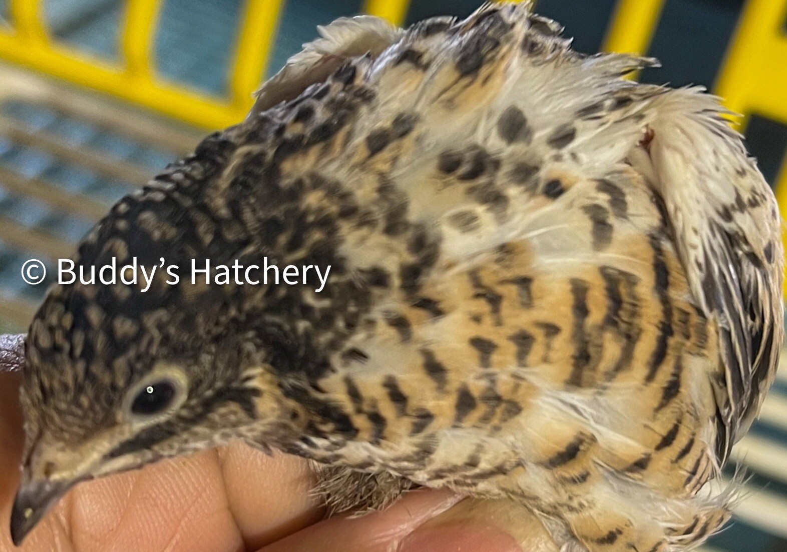 24 Button Quail Fertile Hatching Eggs Quail