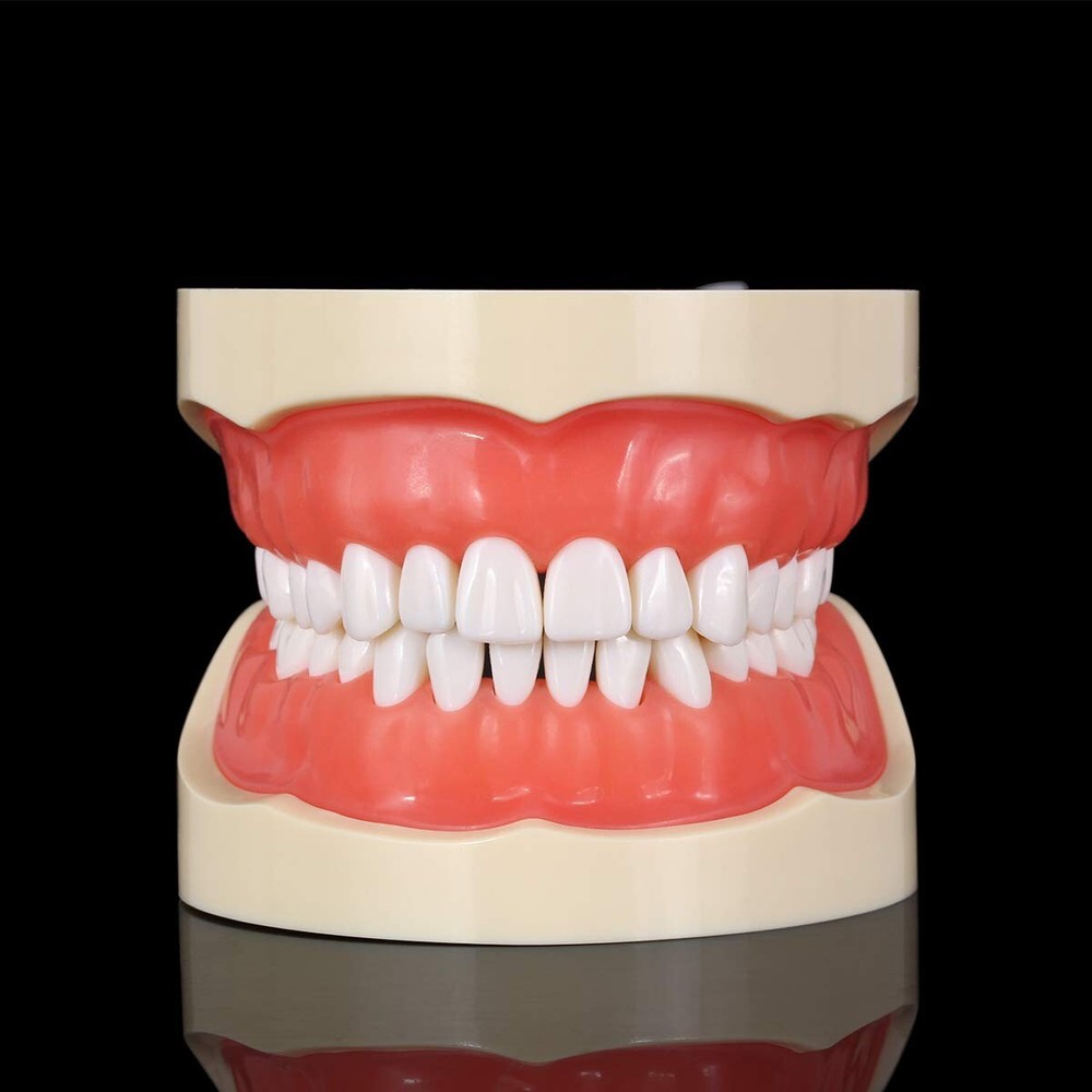 Dental Typodont Model 32pcs Removable Teeth Soft Tissue