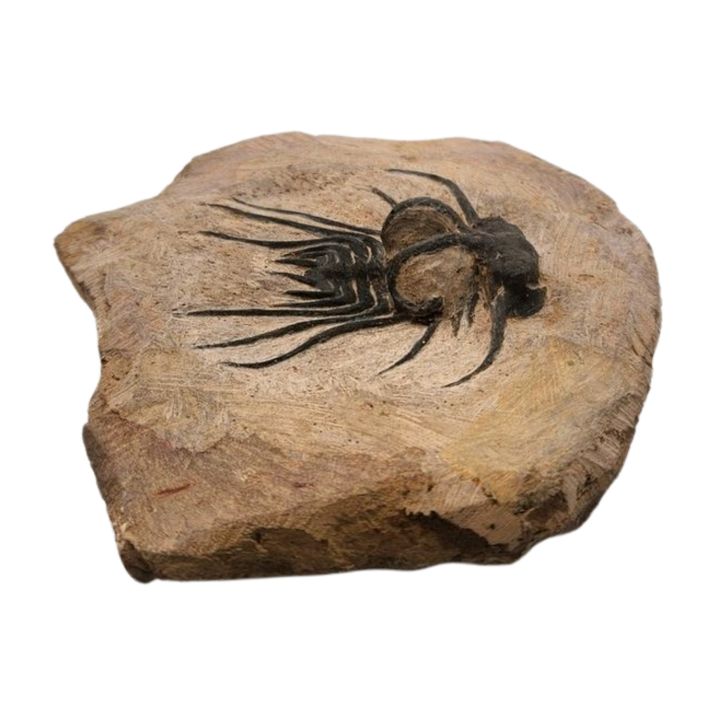Dicranurus Trilobite Fossil