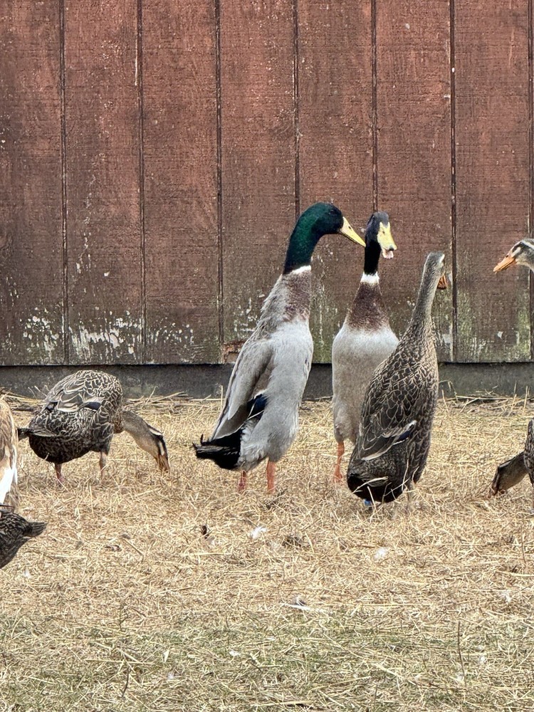 6++ Grey (Mallard) Indian Runner Duck Hatching Eggs