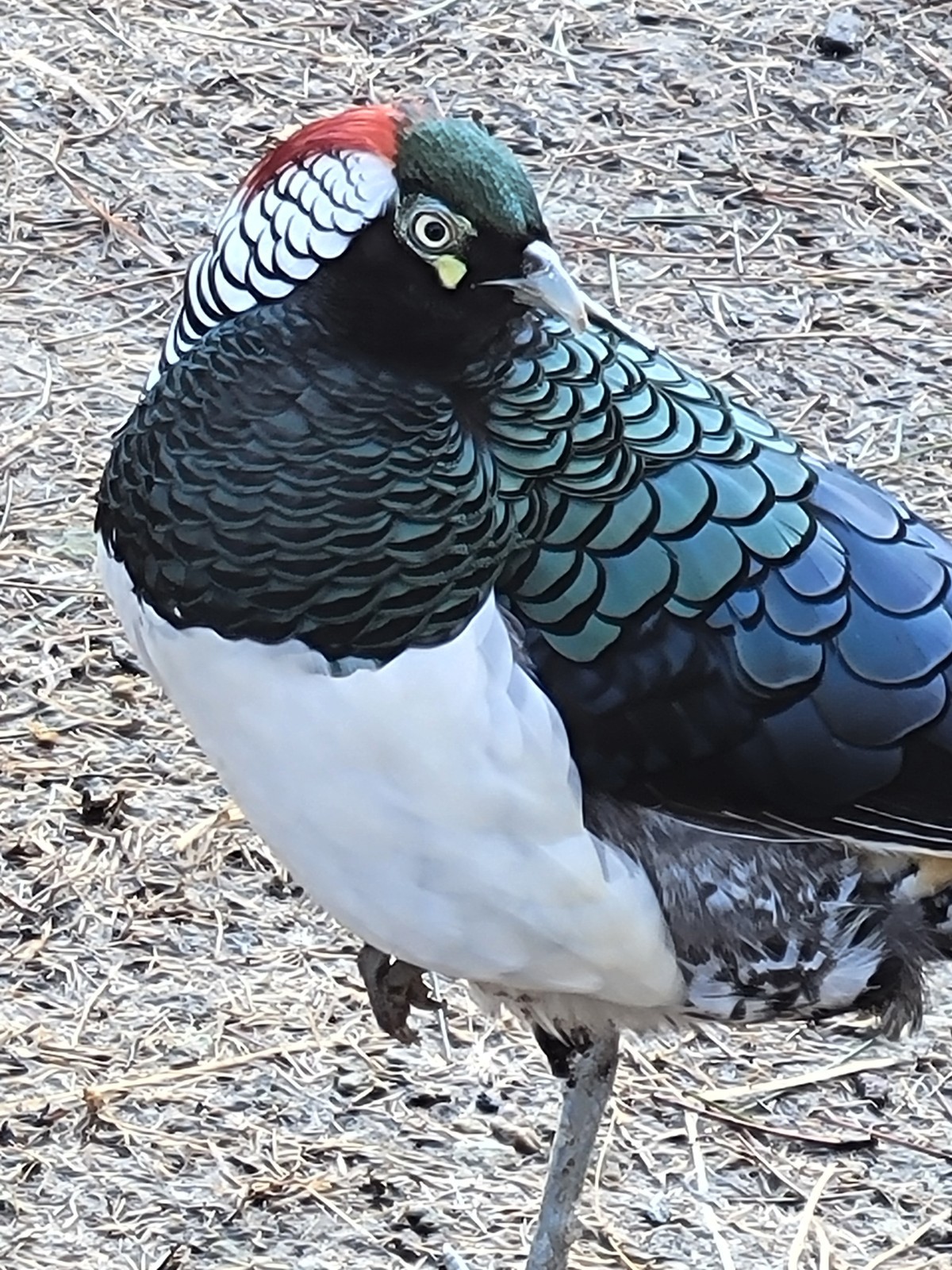 PRE-SALE 6+ Lady Amherst Hatching Eggs — Ships In April-May NPIP