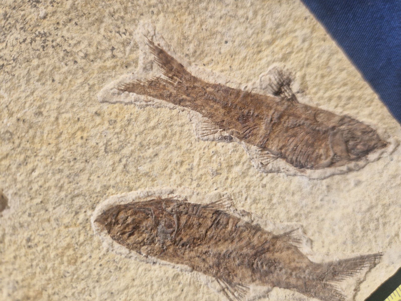 FABULOUS KNIGHTIA HIGH FOSSIL FISH PLATE - GREEN RIVER FMT - WYOMING - USA..