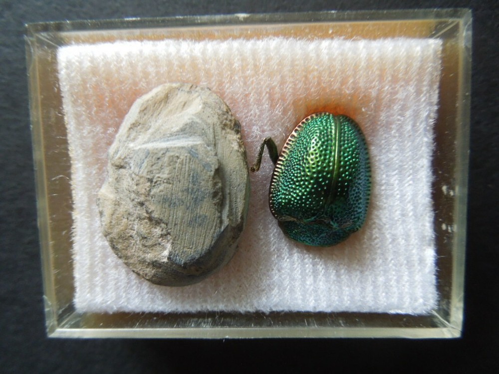 J2051 Trilobite Utah