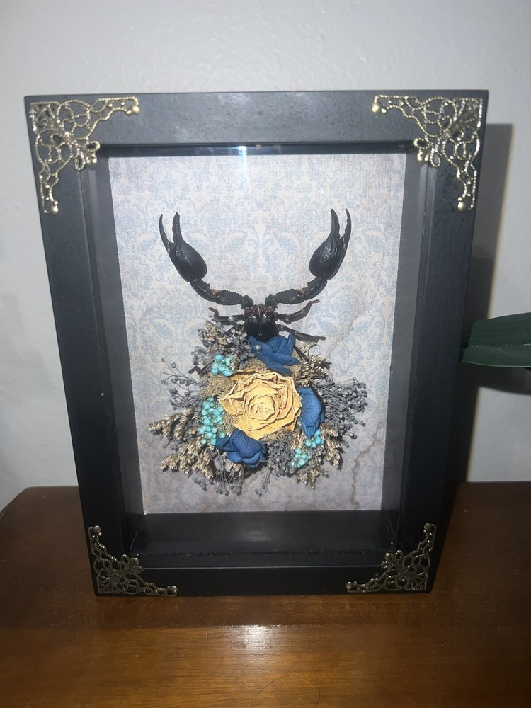 Scorpion shadow box / Oddities