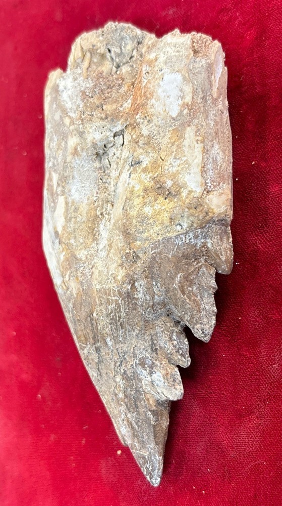 4 1/2” Basilosaurus Tooth 40-34 Mil Yrs Old Late Eocene