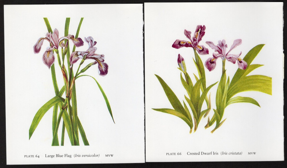 Tiny Junk Journal Florals The Purple Iris, 2 Illustrations