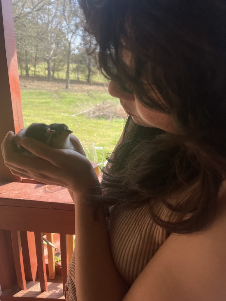 NPIP Certified Australorp Hatching Eggs 12+ 2