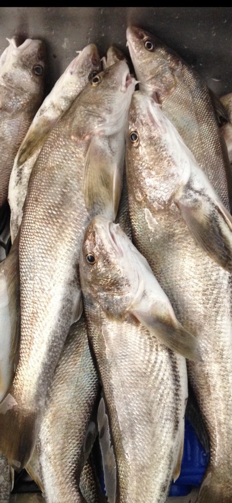 Pompano rig (4 packs ) 30 lb Mono , 2/0 circle hooks