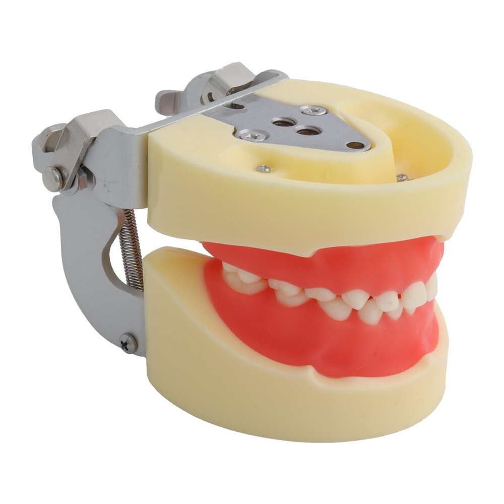 Children Deciduous Tooth Preparation Teach Model 24 Teeth Removable Replaceable
