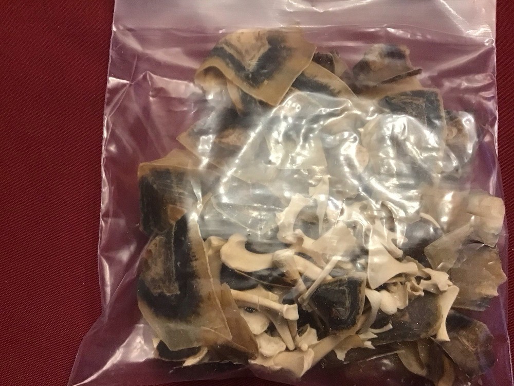 Turtle Scale And Bones