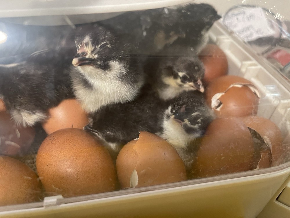 NPIP Black Copper Maran Hatching Eggs