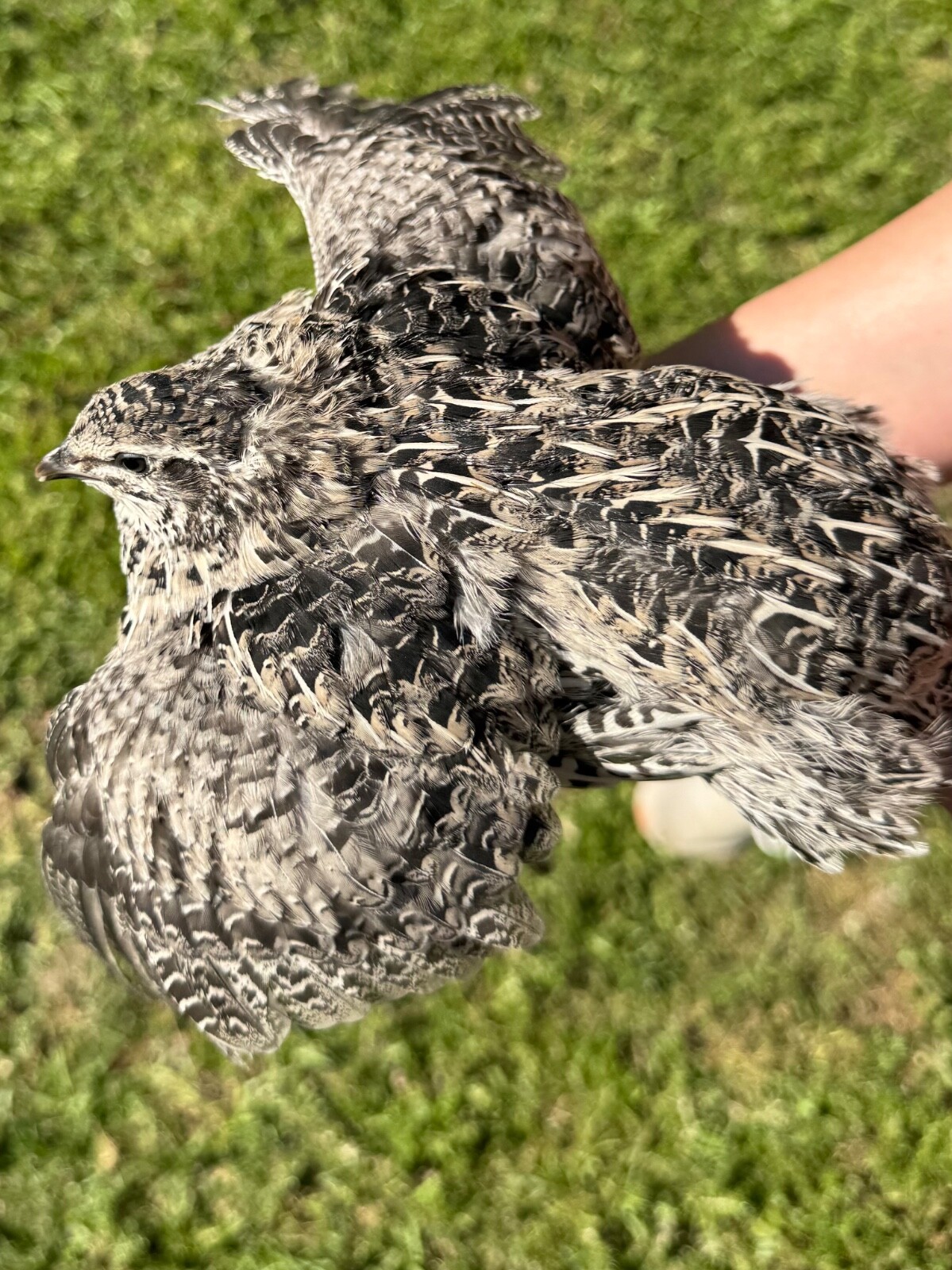 30+ RARE COLORS Coturnix Quail Hatching Eggs NPIP AI Free
