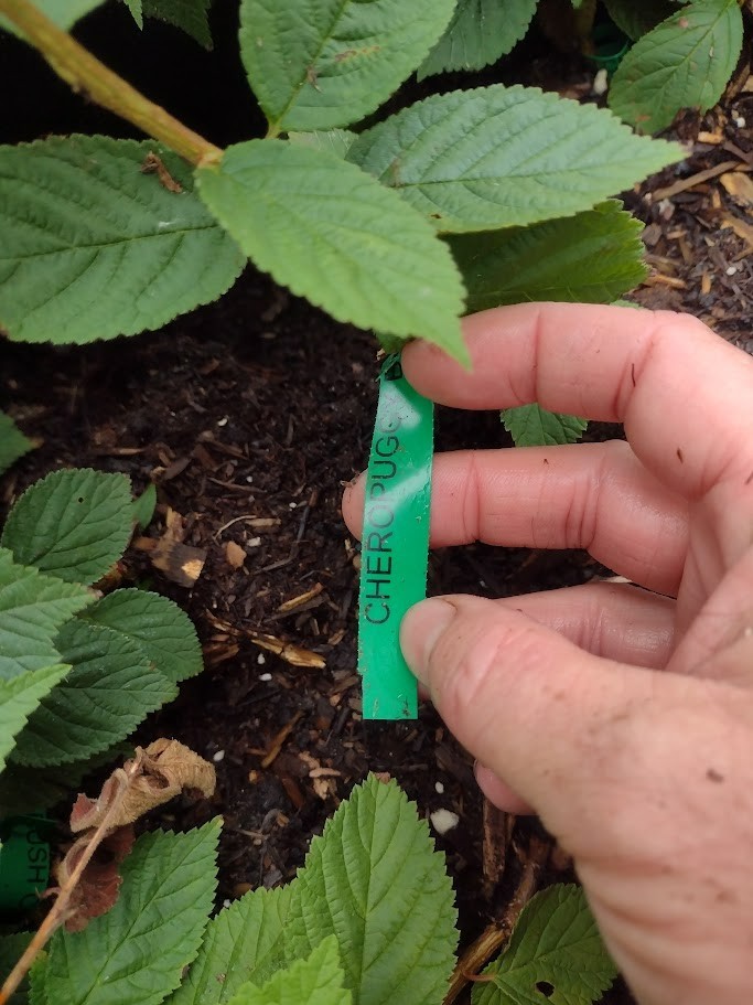 1 DORMANT Nanking Cheropugy bush cherry, rooted plant. Zones 4-8 Prunus tomentos