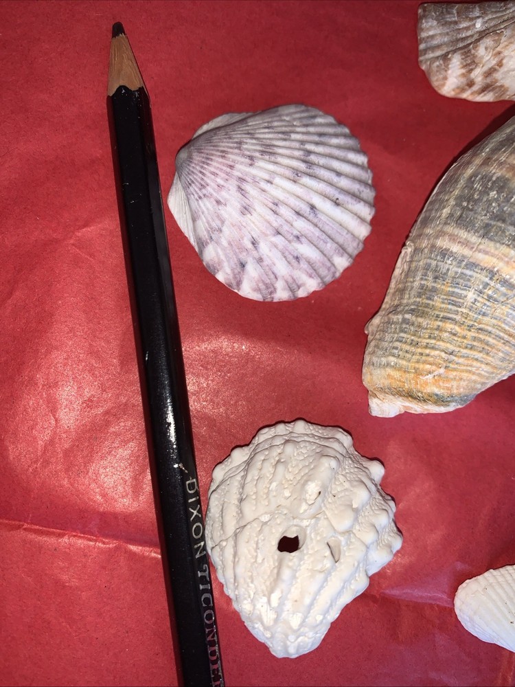 Seashell Lot Various Sizes and Shells Beautiful Selection Craft Beach 10 Shells