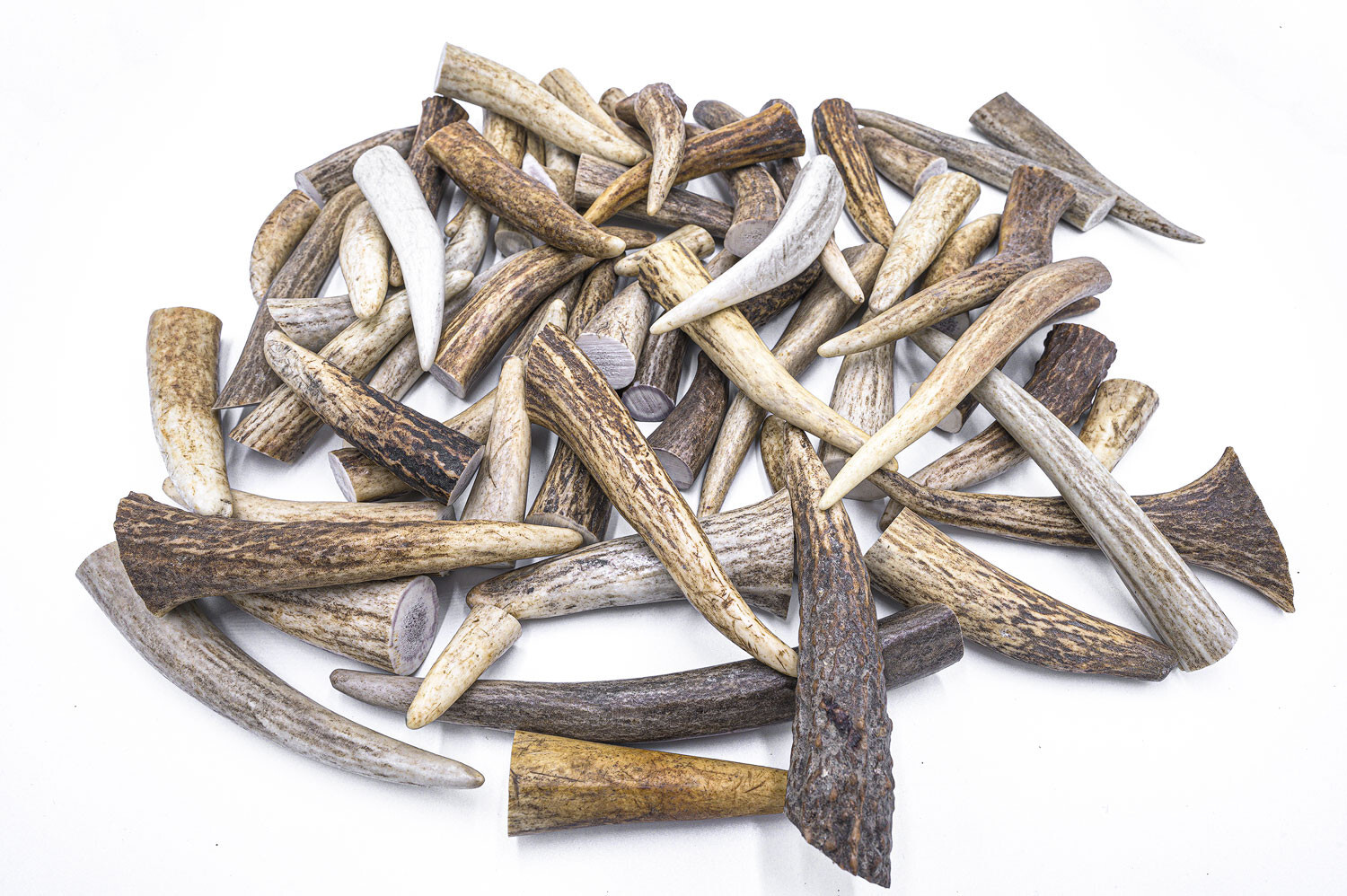 50 Deer / Elk Antler Tips Tines A GRADE ONLY - ASSORTED Craft Antlers